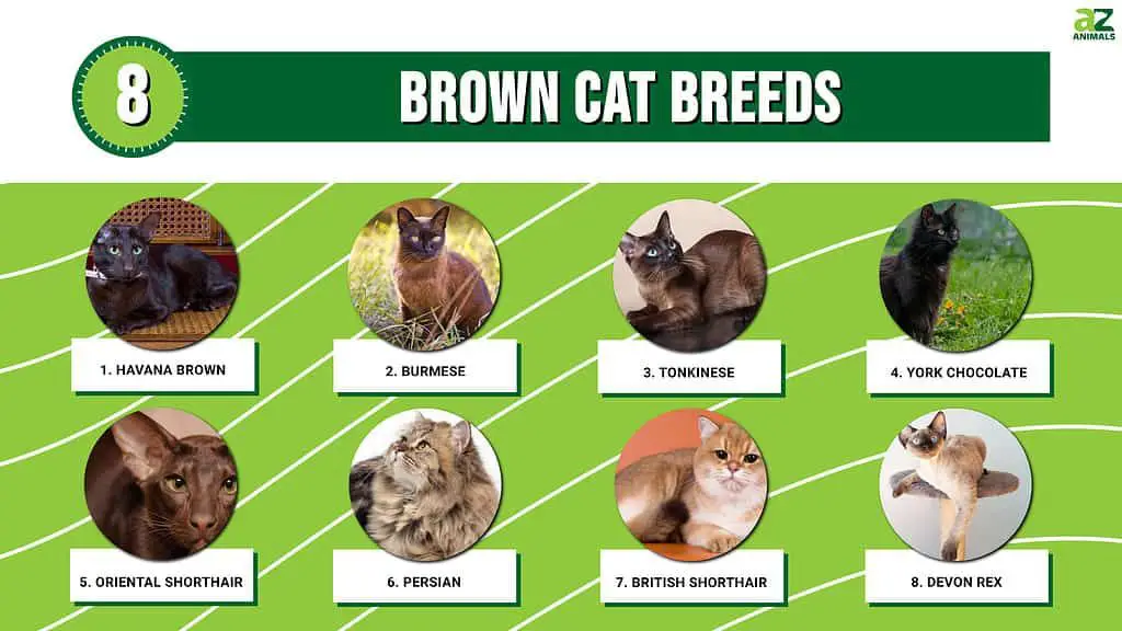 cat name recognition by breed