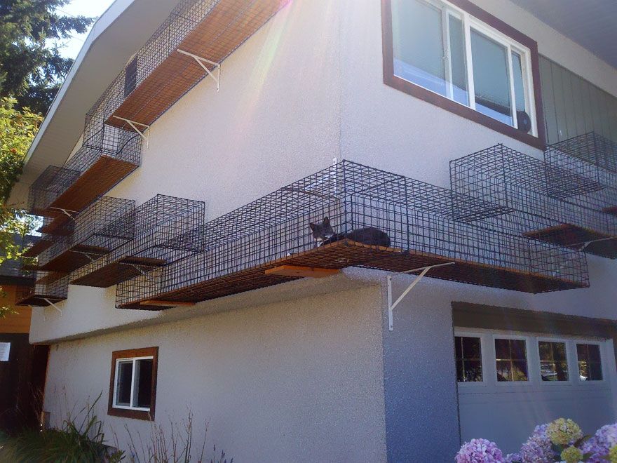 cat on a balcony catwalk