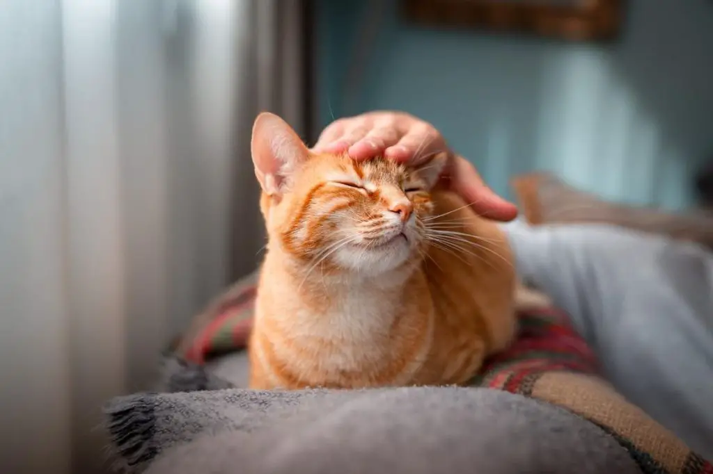 cat ownership may reduce cardiovascular disease risk and relieve stress.