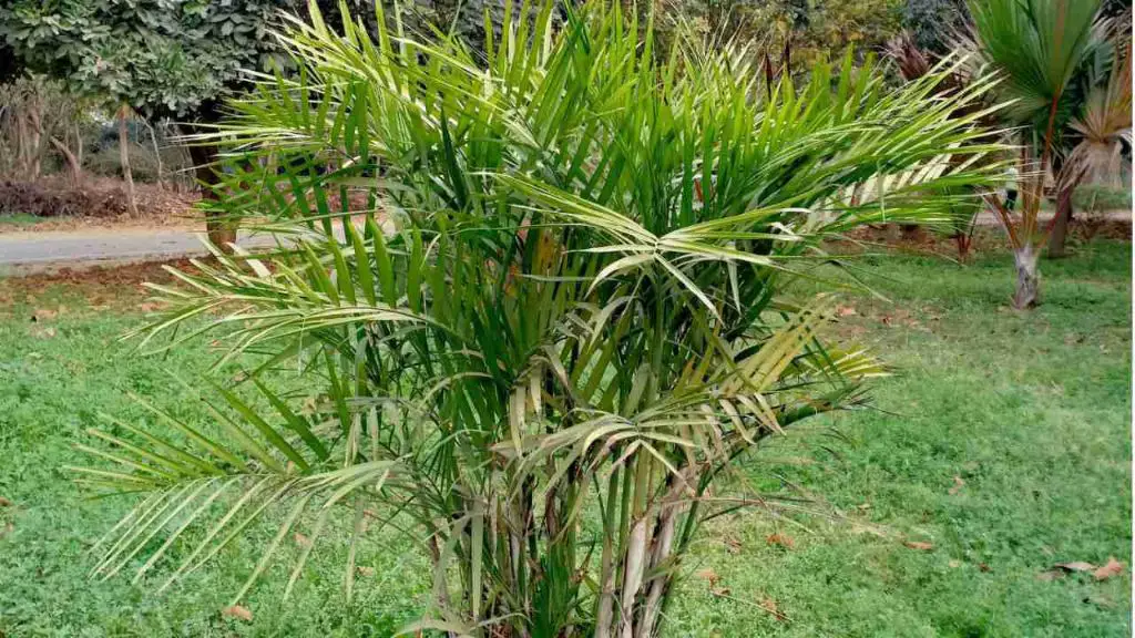 cat palms are highly toxic if ingested and can cause severe symptoms