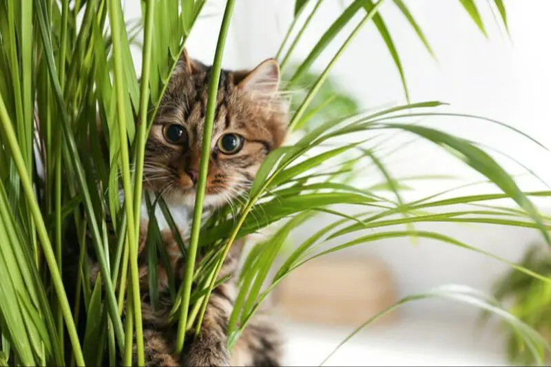 cat palms are toxic to cats if ingested