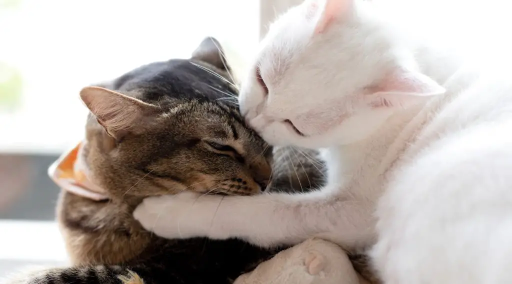 cat pheromone diffusers help comfort anxious cats