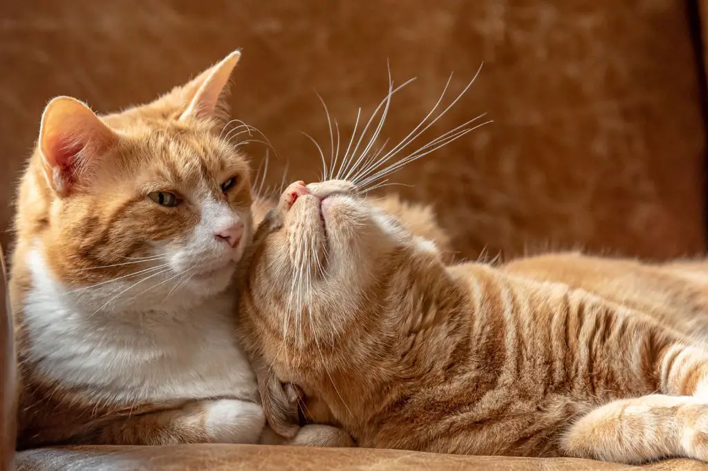 cat pheromones are chemical signals that influence cat behavior.