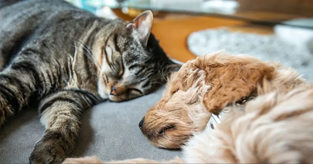cat pheromones may be safe for dogs when used as directed