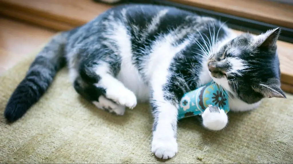 cat playing with catnip filled toy.