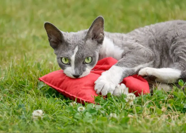 cat playing with valerian