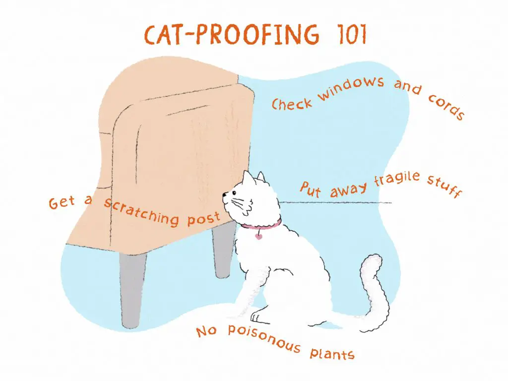 cat-proofing your home prevents hazards that cause wounds.