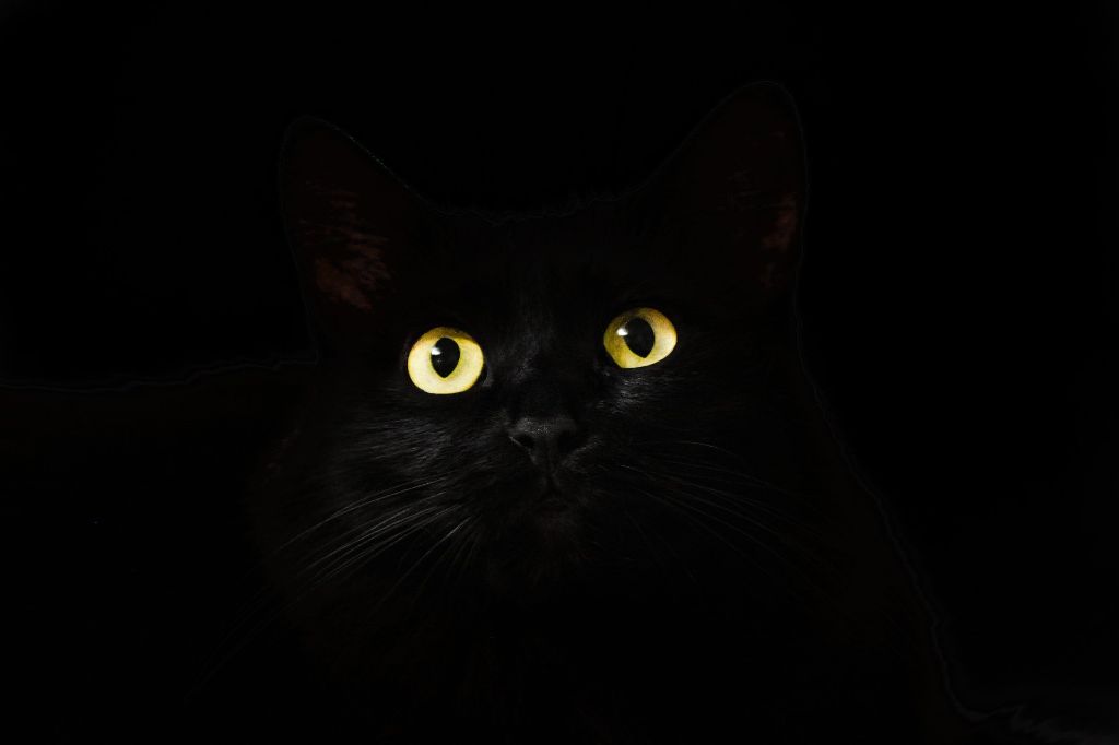 cat pupils expand widely to allow in more light in darkness