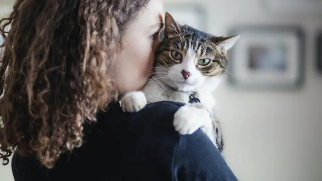 cat purrs may provide stress and anxiety relief for humans
