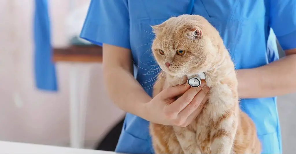 cat receiving checkup from a veterinarian