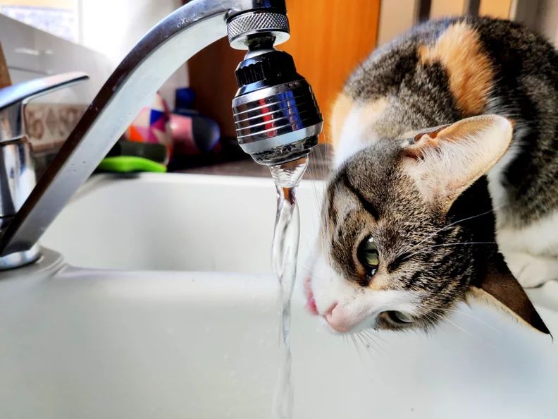 cat seeking water source