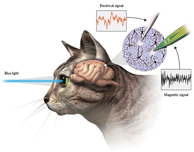cat sensing magnetic fields