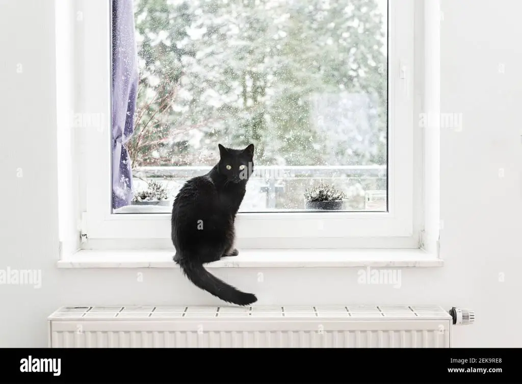 cat sitting on a windowsill