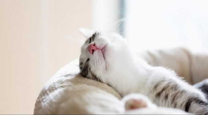 cat sleeping and grooming habits