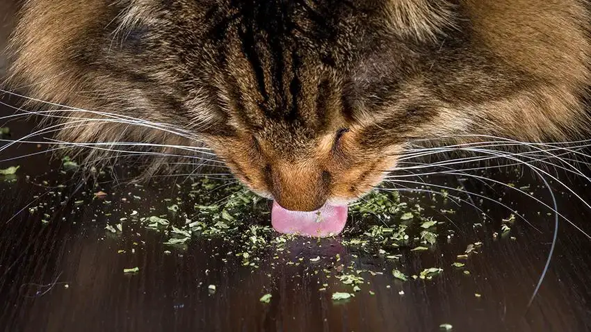 cat smelling catnip