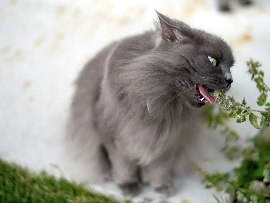 cat sniffing catnip