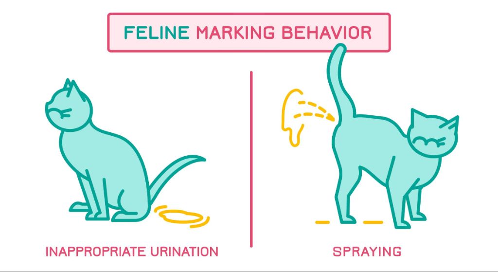 cat spraying urine on wall