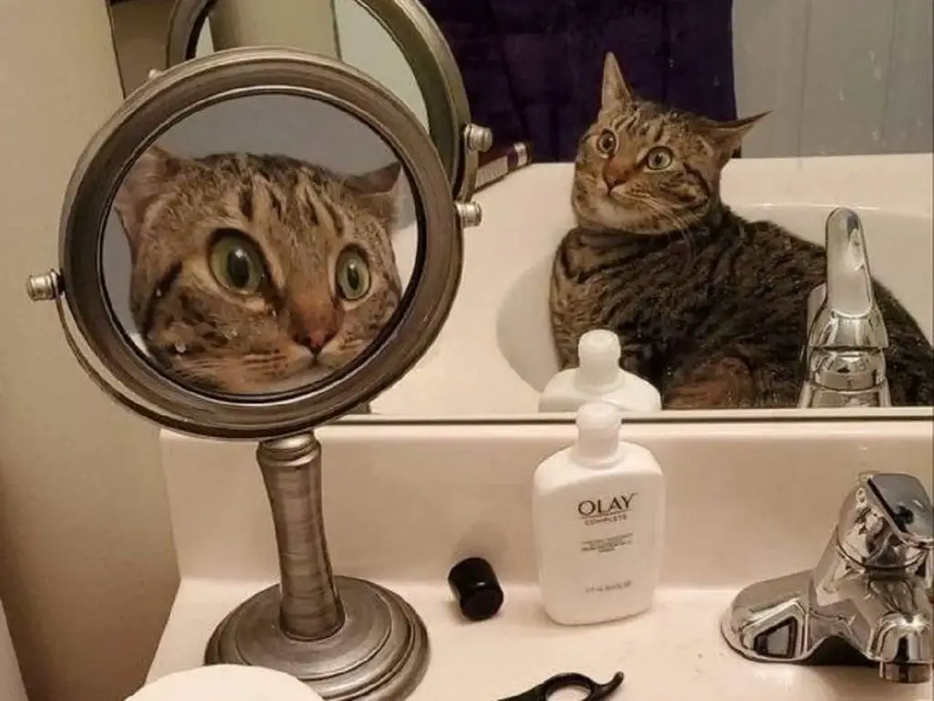 cat staring at its reflection