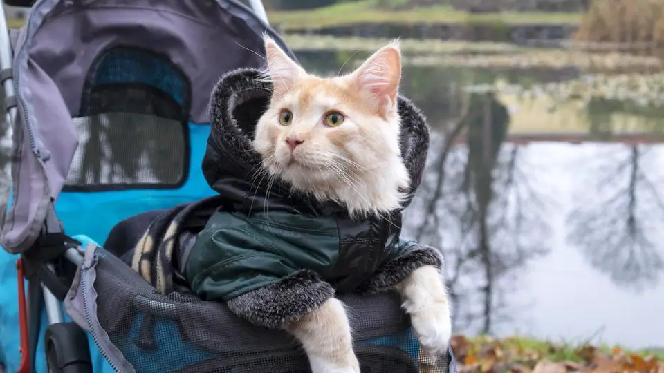 cat strollers allow cats to safely experience the outdoors