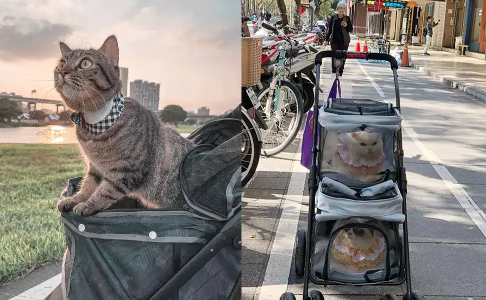 cat strollers can be safe with proper precautions