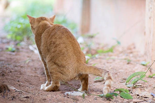 cat urinating on the ground