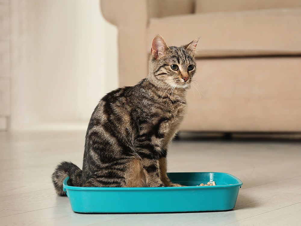 cat using litter box