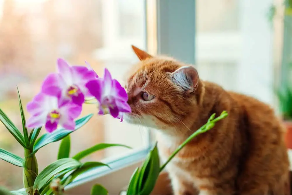 cat using sense of smell to navigate