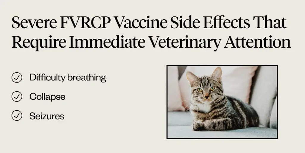 cat vaccine side effects