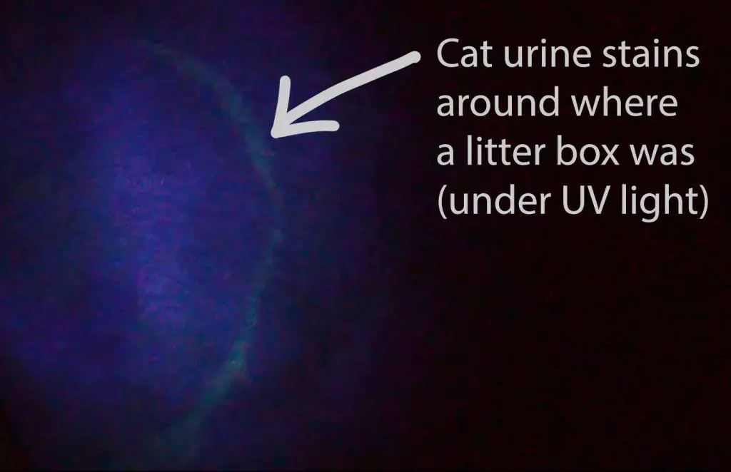 cat vomit glowing under blacklight