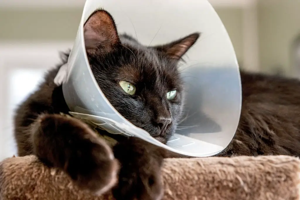 cat wearing an inflatable donut collar