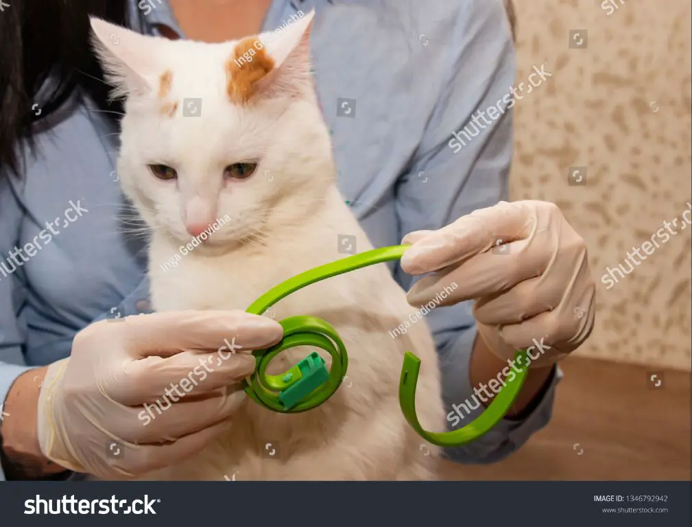 cat wearing flea collar