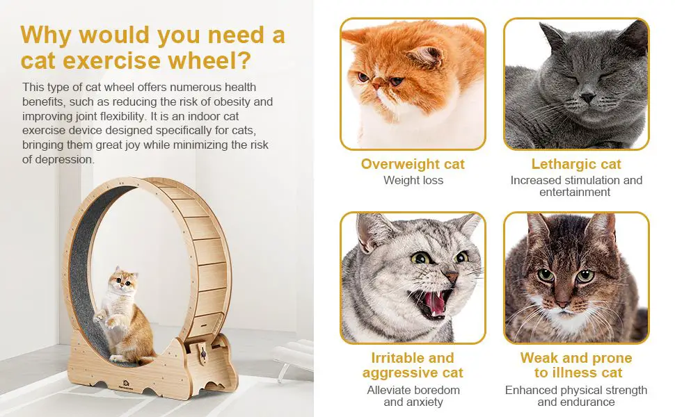 cat wheel pros and cons list