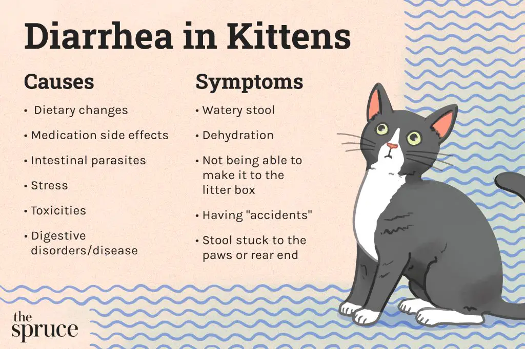 cat with diarrhea