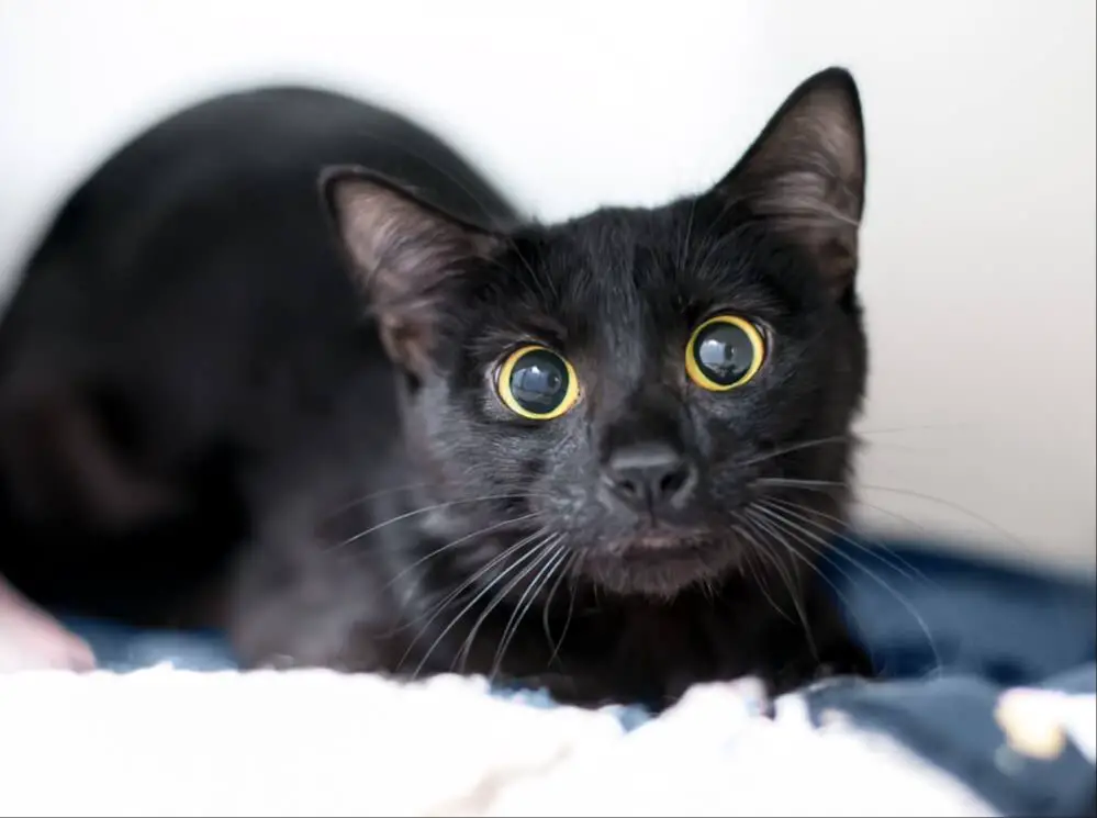 cat with dilated pupils peeking out from darkness