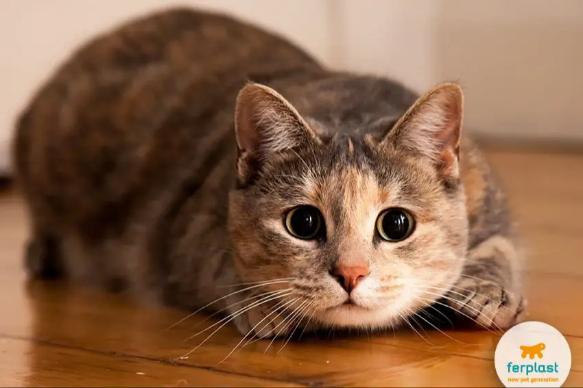 cat with dilated pupils while hunting prey