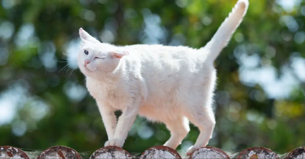 cat with ear mites shaking head