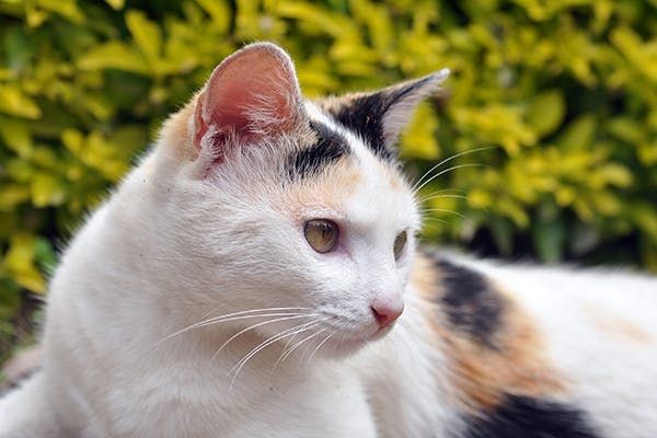 cat with foul smelling discharge dripping from ear