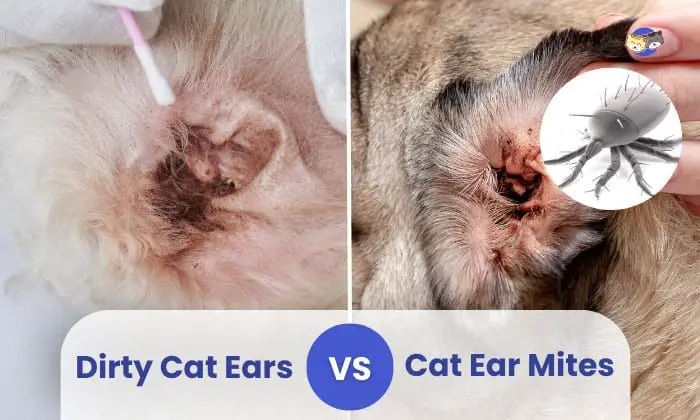cat with healthy ears after being treated for ear mites