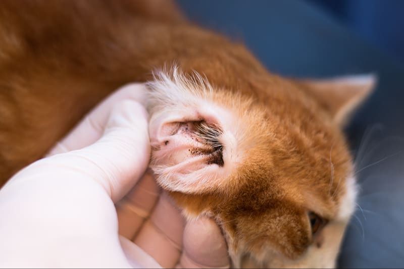 cat with inflamed infected ear rubbing its head