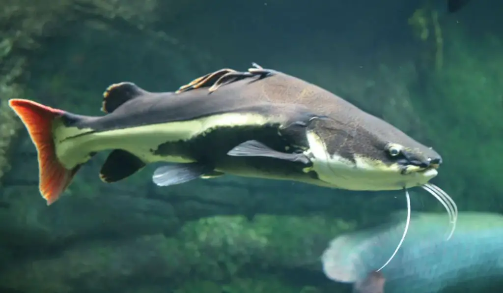 catfish swimming around fish in a tank as a metaphor for catfishing.