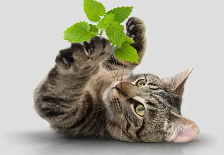 catnip causes a temporary pleasurable high in cats