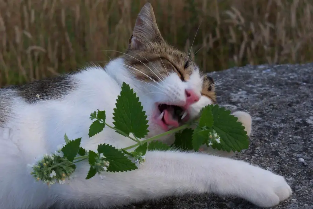 catnip contains nepetalactone which triggers euphoria in cats but not dogs.