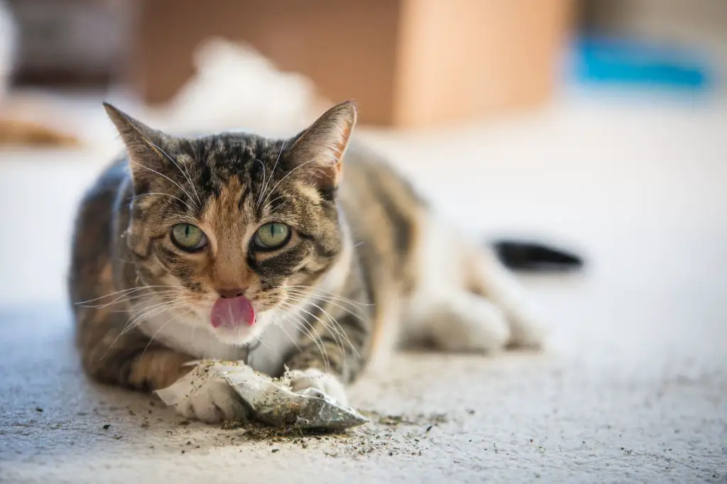 catnip is considered safe for cats to enjoy