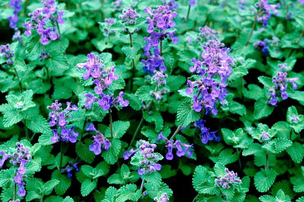 catnip leaves and flowers.