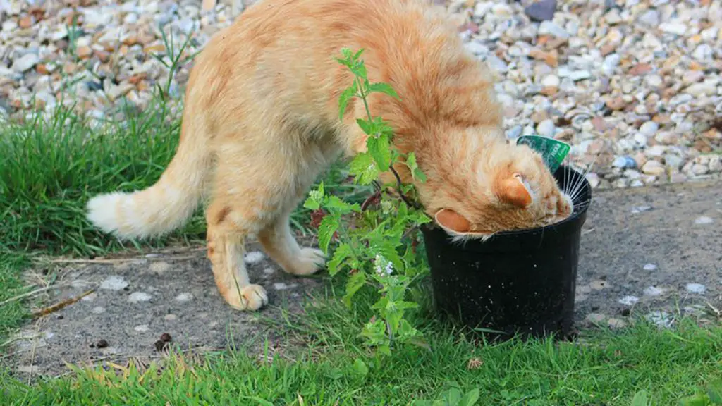 catnip plant with insects
