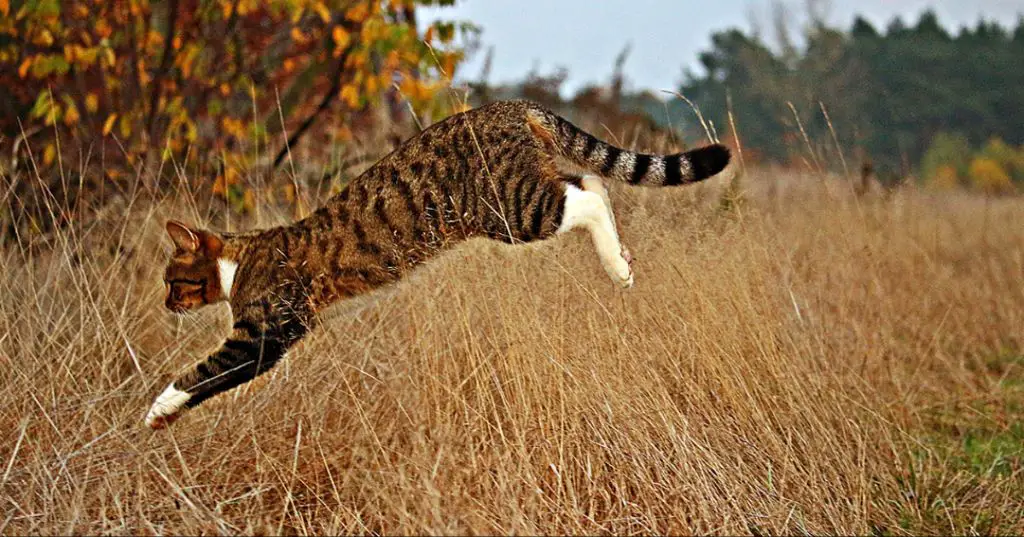 cats are often most active at night when hunting small prey
