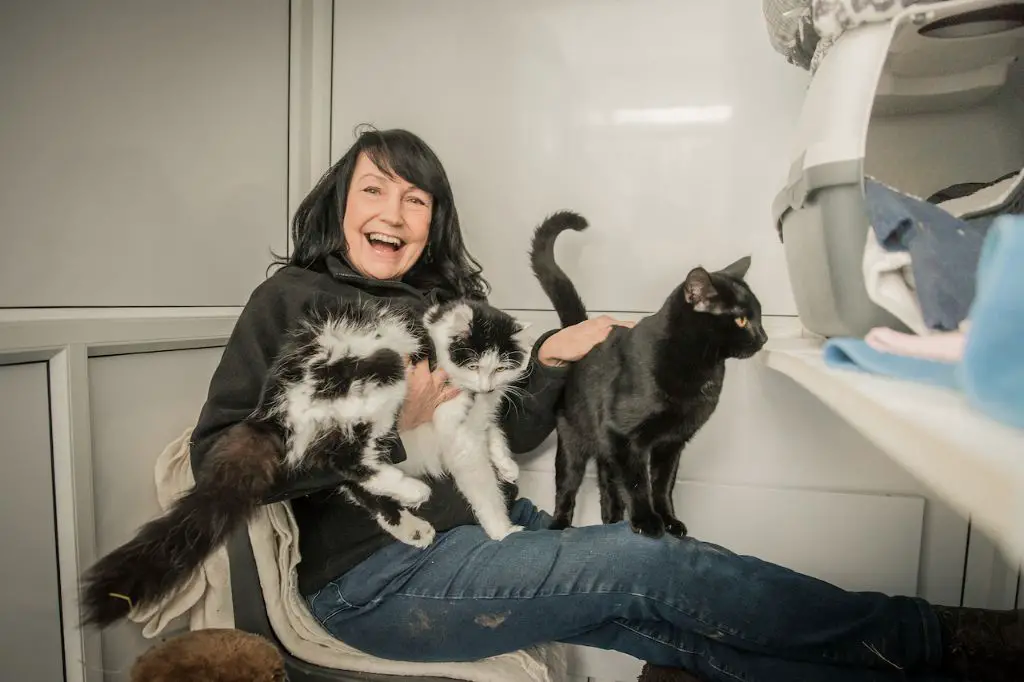 cat's brains release oxytocin with owners