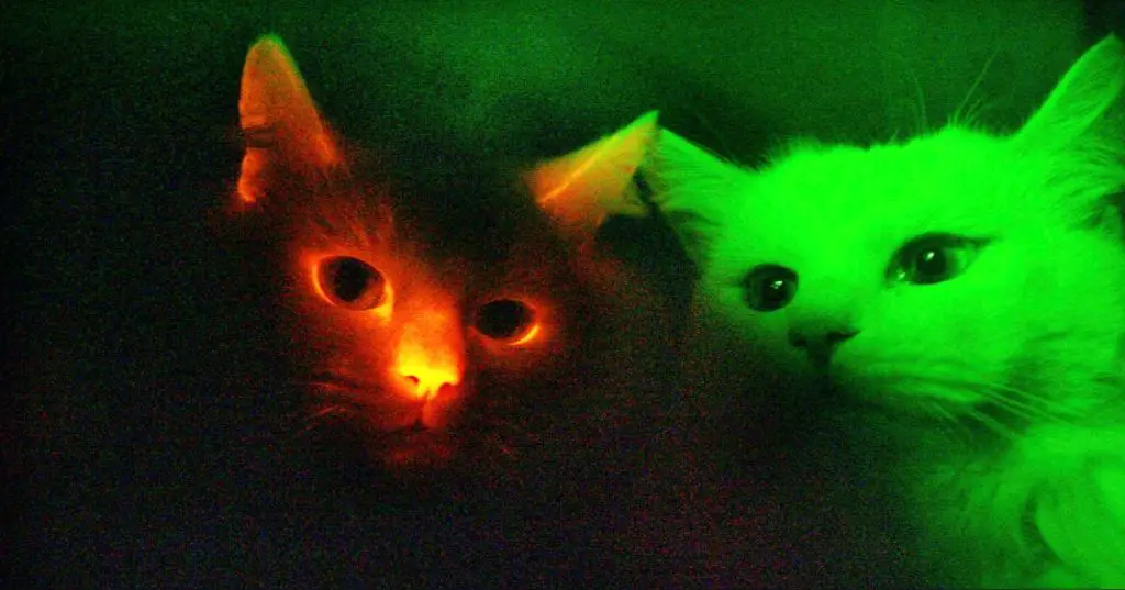 cats can detect some ultraviolet light invisible to humans