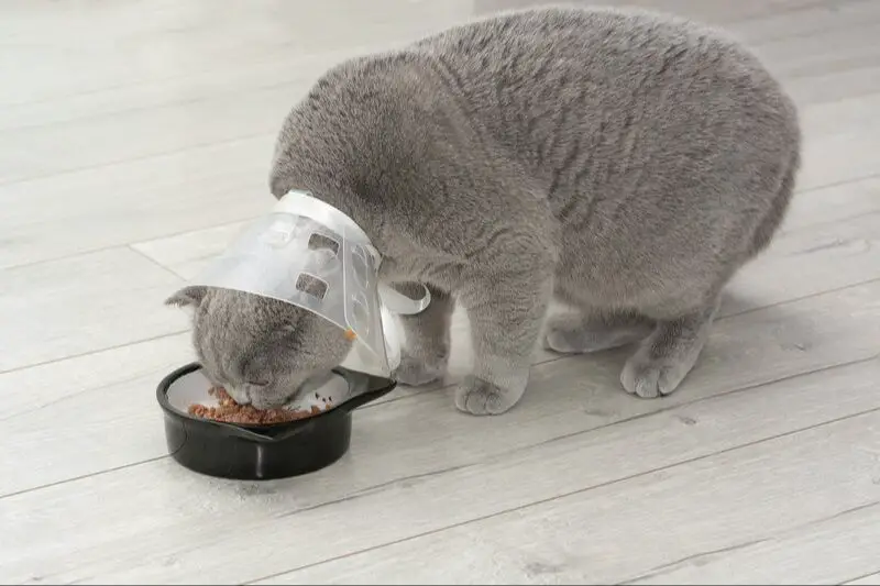 cats can have difficulty reaching food and water with cones on