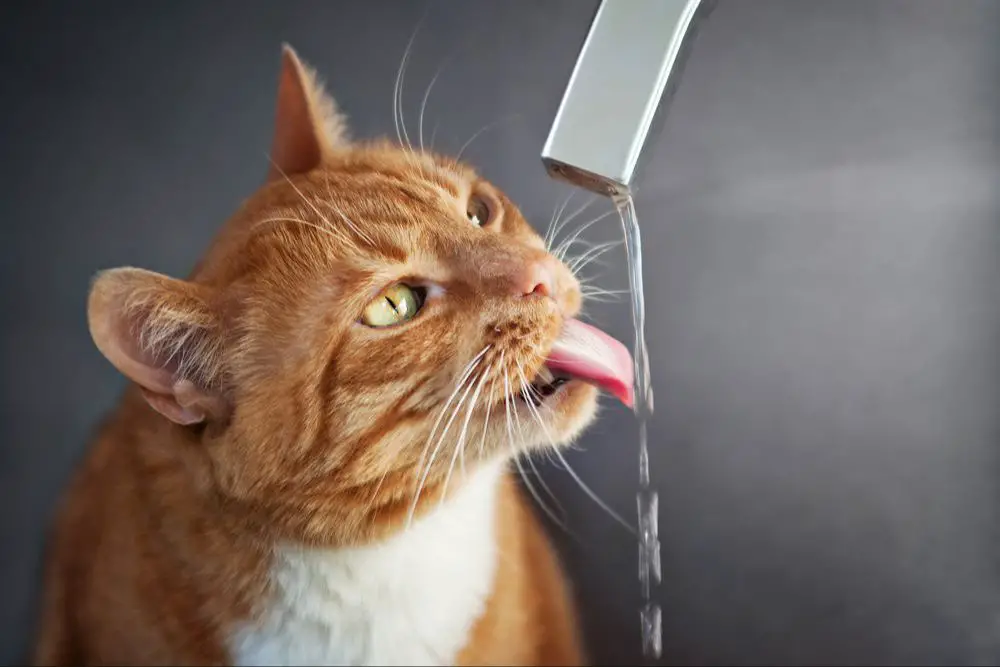 cats drinking water